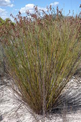 Thamnochortus punctatus