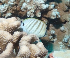 Chaetodon multicinctus