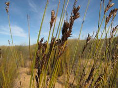 Thamnochortus punctatus