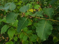 Populus maximowiczii