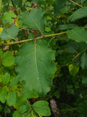 Populus maximowiczii