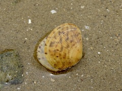 Circe scripta