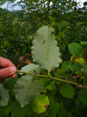 Populus maximowiczii