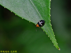 Luperomorpha sasajii