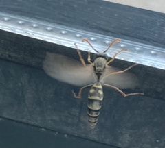 Polistes chinensis
