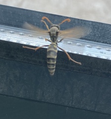 Polistes chinensis