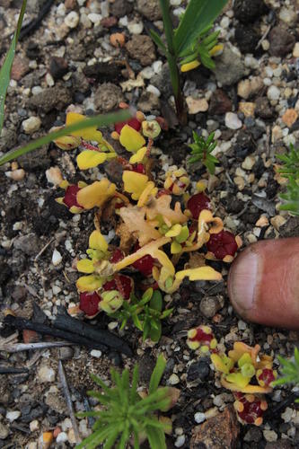Cleretum pinnatifidum (Cleretum pinnatifidum)