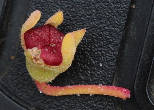 Cleretum pinnatifidum, photograph 5