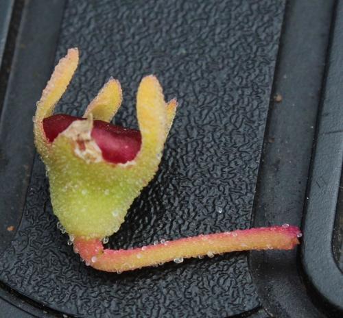 Cleretum pinnatifidum, photograph 6