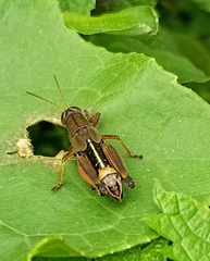 Peripolus