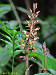 Goodyera rubicunda