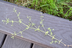 Galium obtusum