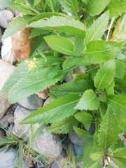 Rorippa × armoracioides