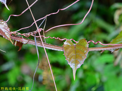 Cissus pteroclada