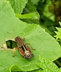 Peripolus