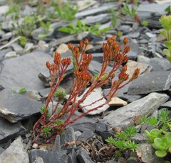 Sedum tenellum