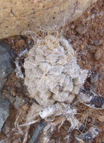 Anacampseros albidiflora