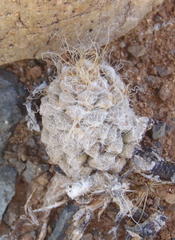 Anacampseros albidiflora