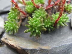 Sedum tenellum