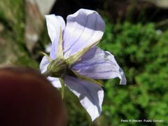 Wahlenbergia pallidiflora