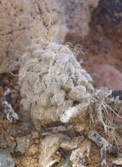Anacampseros albidiflora