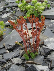 Sedum tenellum