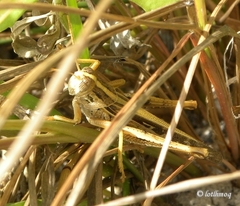 Schistocerca serialis