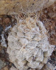 Anacampseros albidiflora