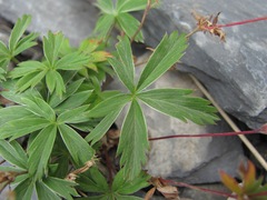 Alchemilla sericea