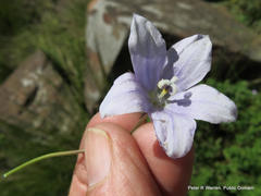 Wahlenbergia pallidiflora