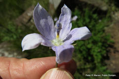 Wahlenbergia pallidiflora