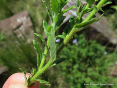 Wahlenbergia pallidiflora