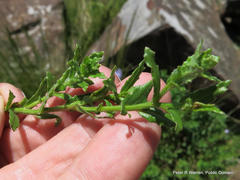 Wahlenbergia pallidiflora