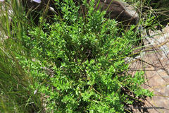 Wahlenbergia pallidiflora