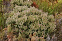 Leucadendron radiatum