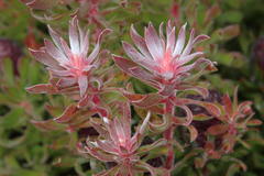 Leucadendron radiatum