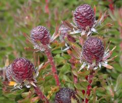 Leucadendron radiatum