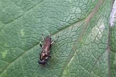 Xylota