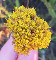 Athanasia filiformis