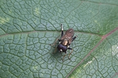 Xylota