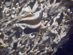 Heniochus