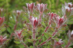 Leucadendron radiatum