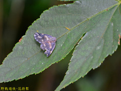 Ricania simulans