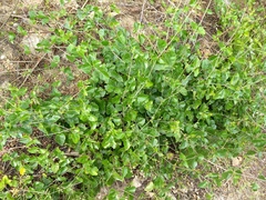 Commicarpus scandens