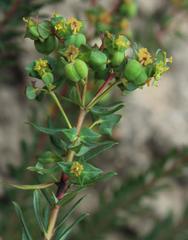 Euphorbia genistoides