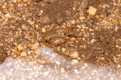 Gammarus pulex
