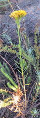 Athanasia filiformis