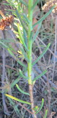 Athanasia filiformis