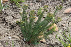 Euphorbia genistoides