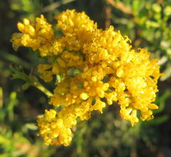 Athanasia filiformis